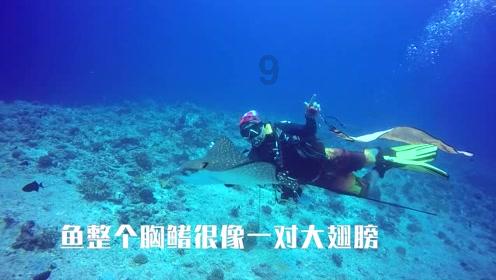 小猫钓鱼游戏龙王版有船